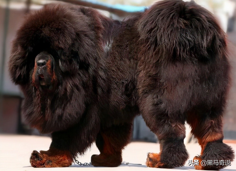 从濒临灭绝到泛滥成灾,纯种野生藏獒濒临灭绝