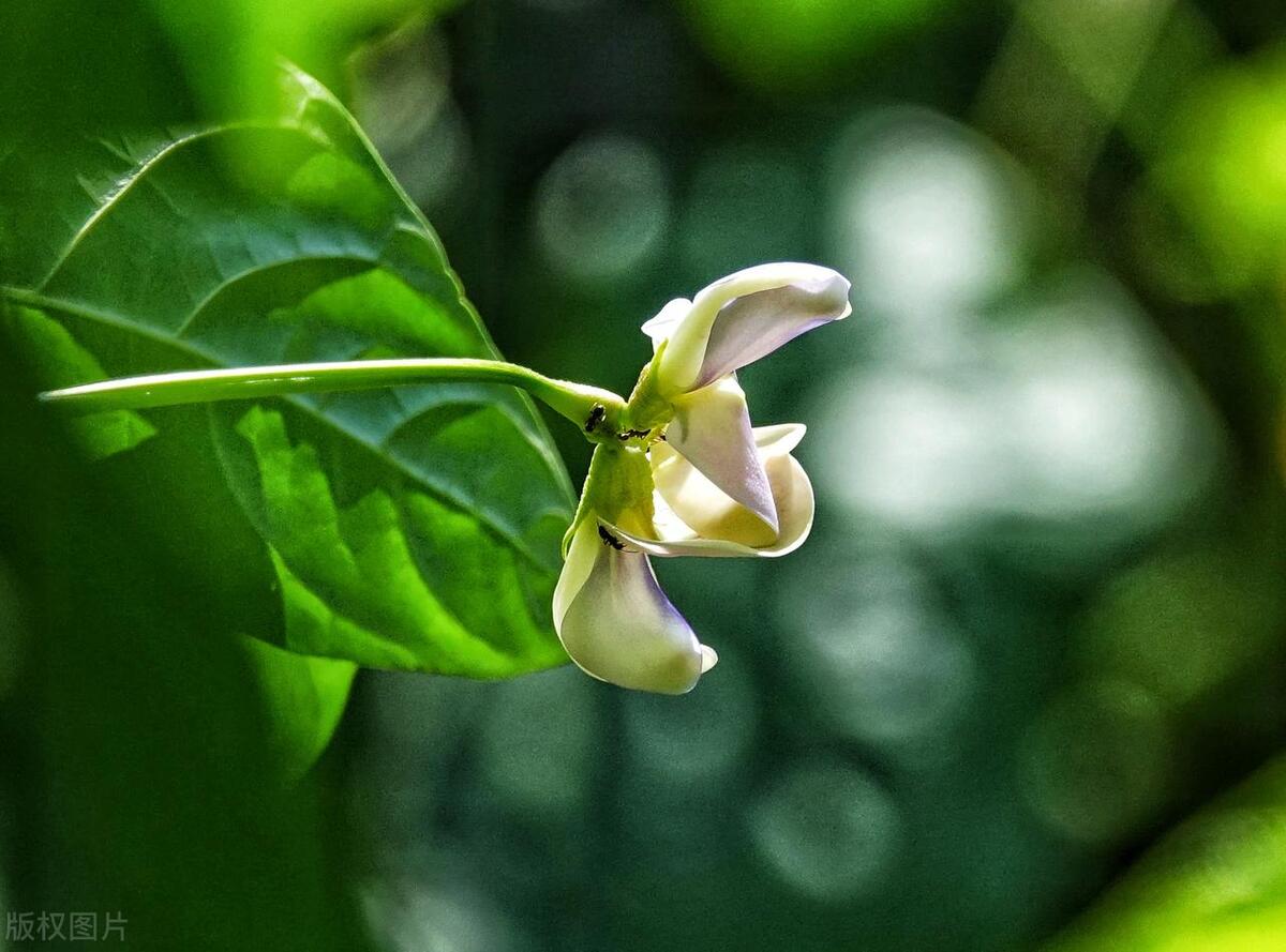 种豆角学会这几招豆角高产很容易,种豆角的技巧用什么肥