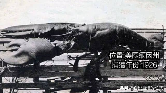 龙虾青龙和花龙区别,龙虾也是生物为什么我们要吃它