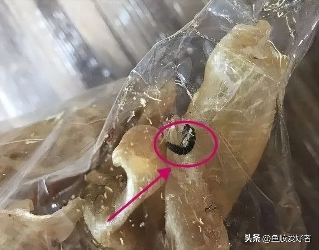 鱼胶长虫了,鱼胶长霉了怎么办