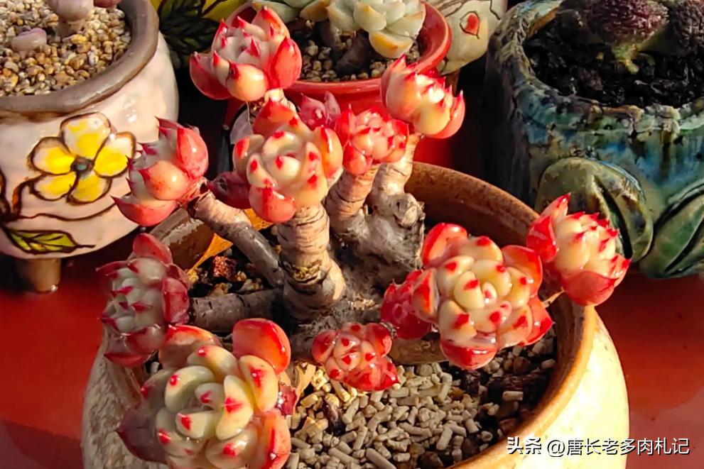 多肉娜娜小勾好出状态吗,多肉娜娜小勾皮实吗