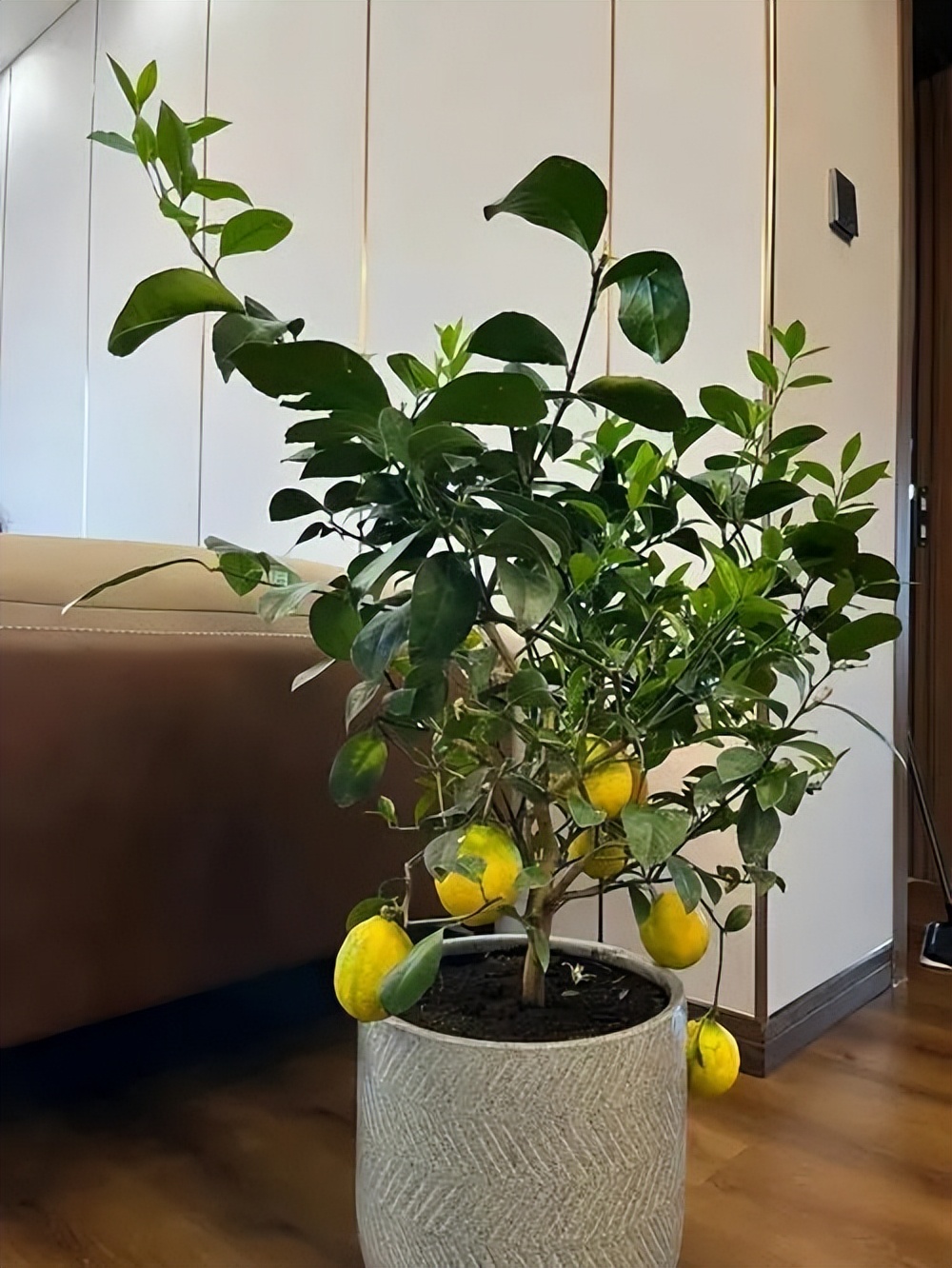 养花什么花是喜酸的,喜酸的花怎么养