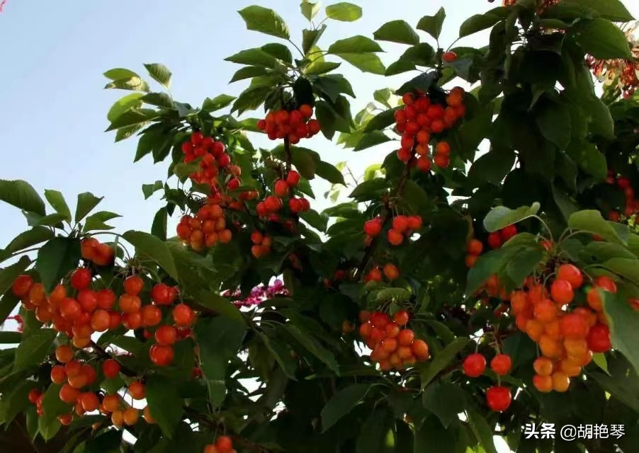 又是一年樱桃红，8首诗词，看红珠点点，忆似水流年