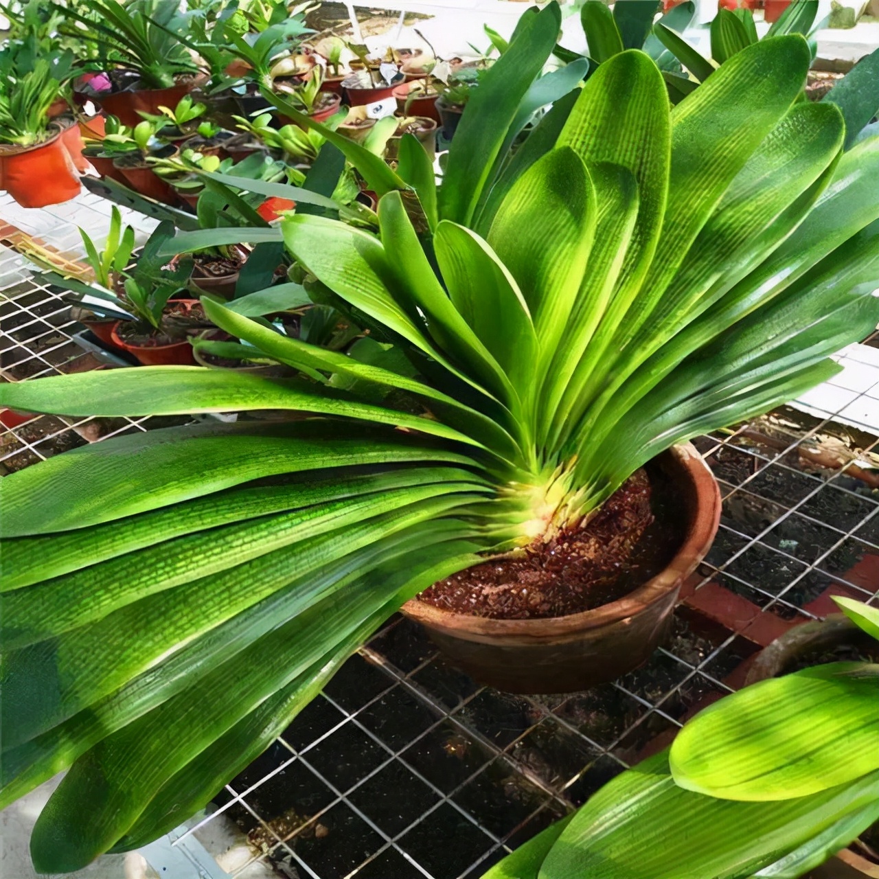 养在家里富贵花有哪些品种,盆栽富贵花怎么种植最好