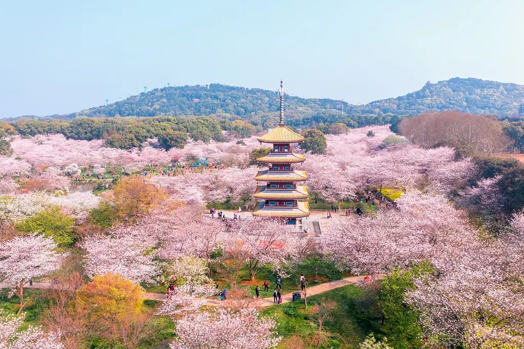 日本赏樱的小众景点,必去热门赏樱圣地
