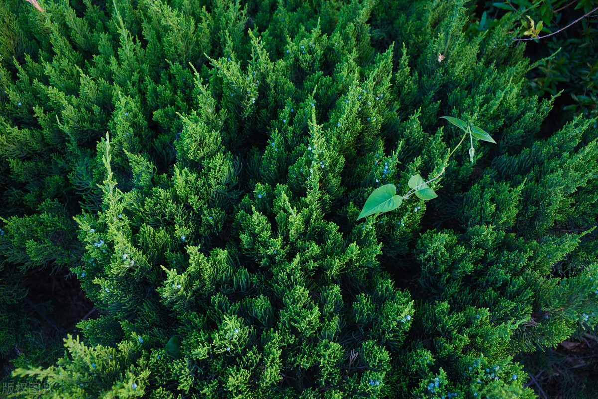 便携式制氧机能否起到保健作用,便携式制氧机怎样使用