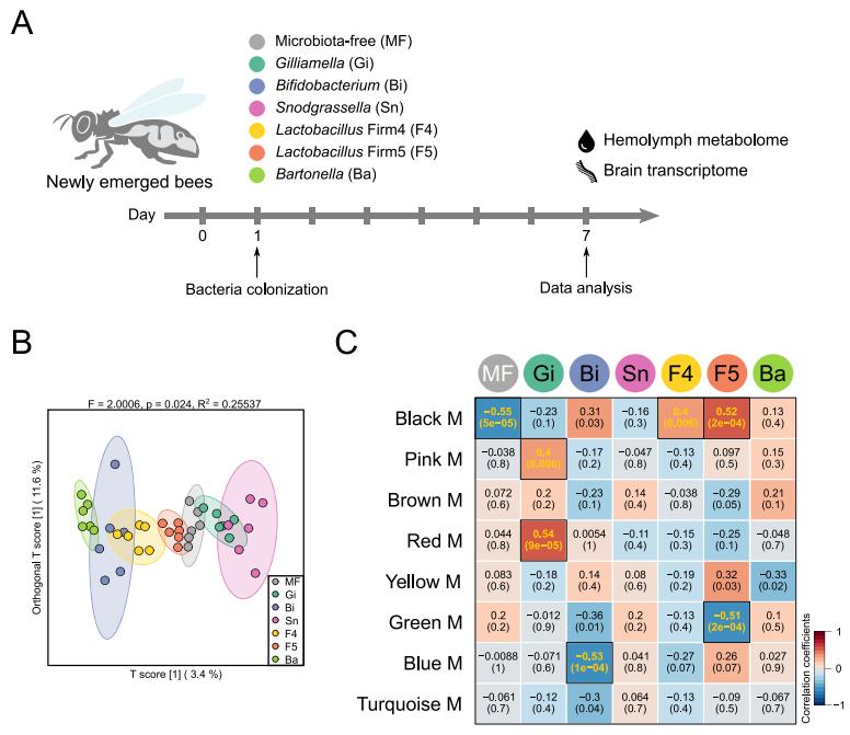百趣代谢组学解读，深度解码蜜蜂肠菌调节宿主行为和神经功能