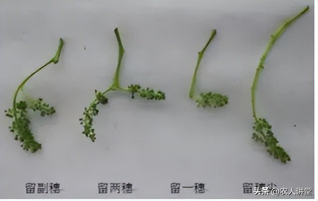 这个果实膨大配方你知道吗？最高增产可达60%
