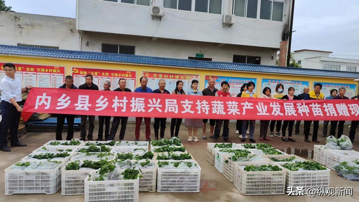 农民种植蔬菜免费送,免费送鸡苗给农户