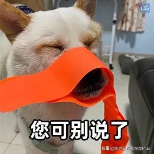 东莞最出名的烧鹅店在哪,广东东莞烧鹅店