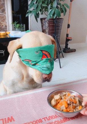 哪种狗聪明智商高,不要小看了狗狗的智商