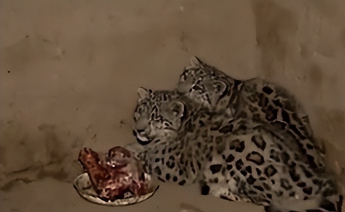 云南农村小伙捡到一只小猫,小伙捡到一只活体小猫