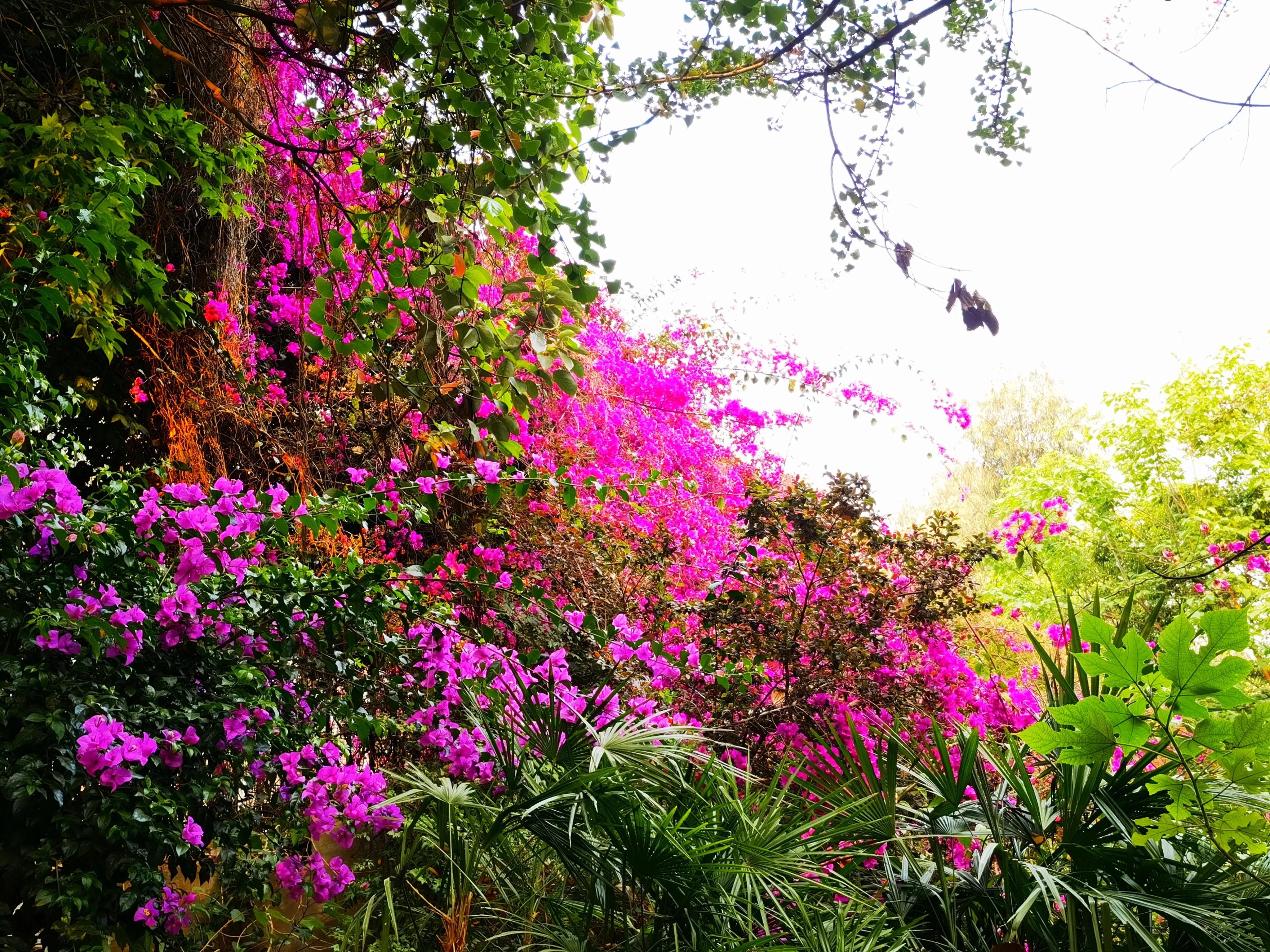 春城无处不飞花的昆明,四季如春的春城无处不飞花