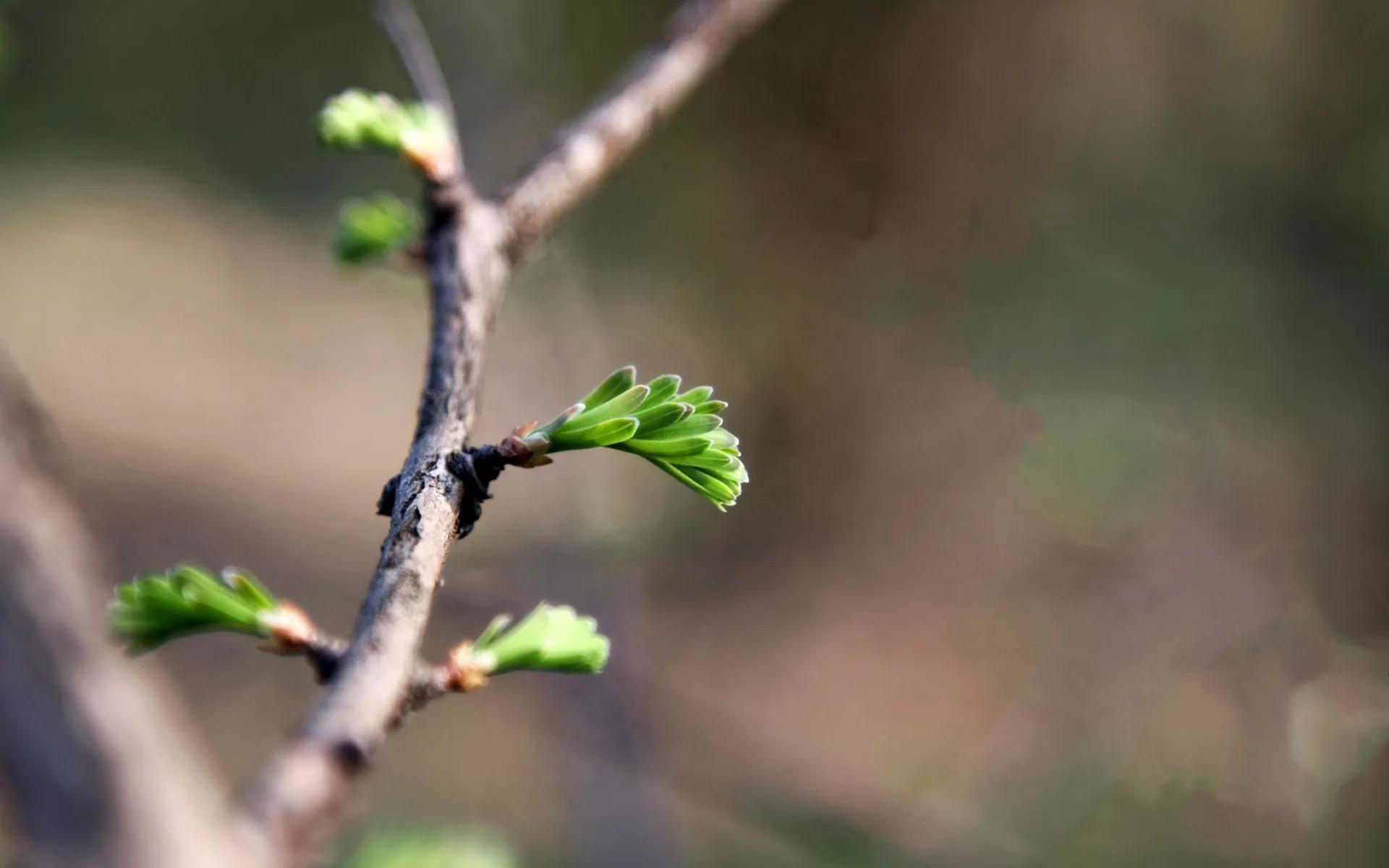 春到人间草木知立春诗词,十首立春诗词