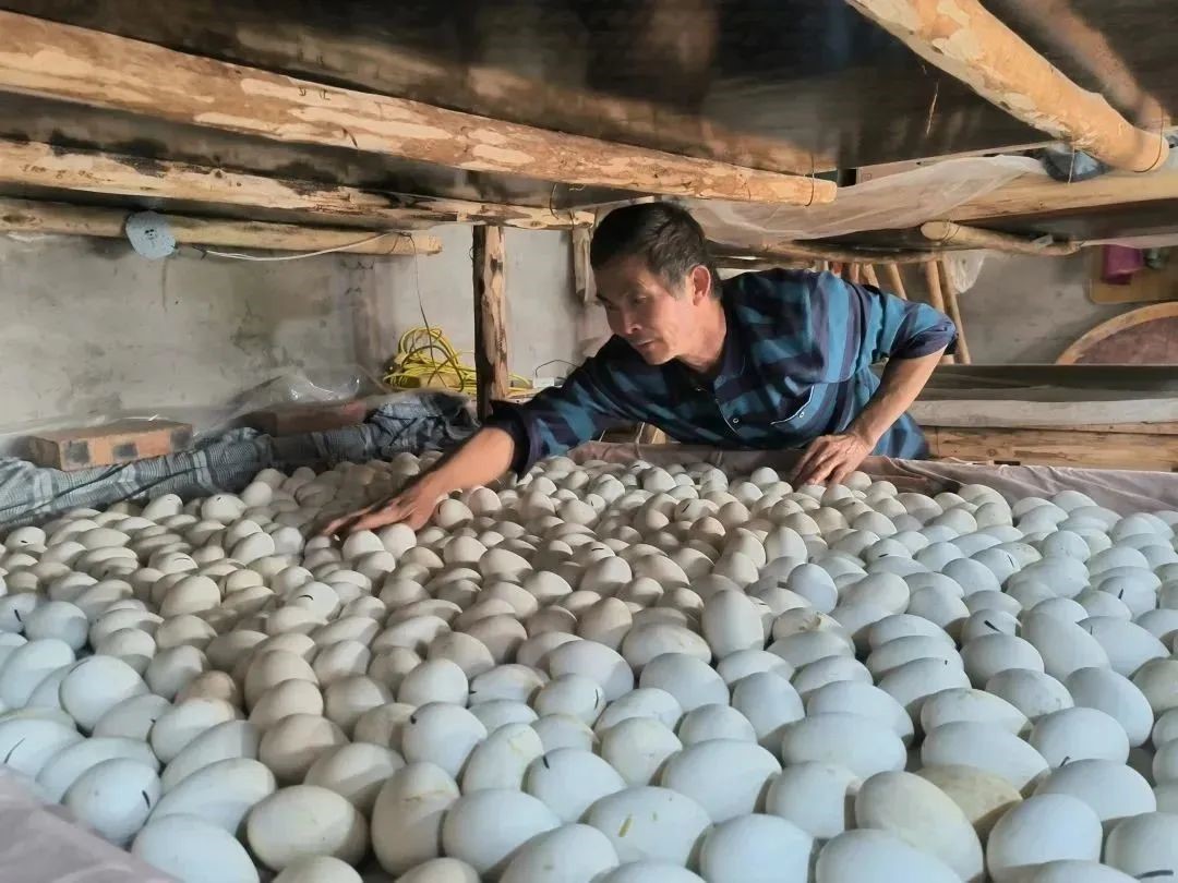 生态养鹅促增收,返乡创业林下养鹅致富信息