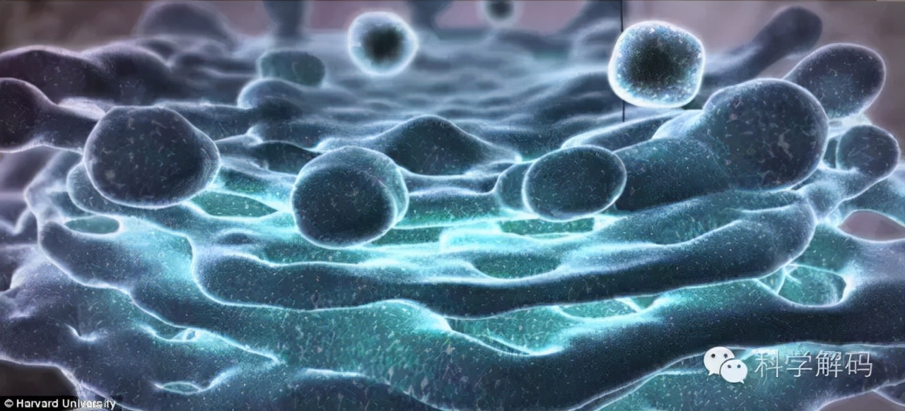 生命体内的微观世界,一滴水放大10000倍后的微观世界