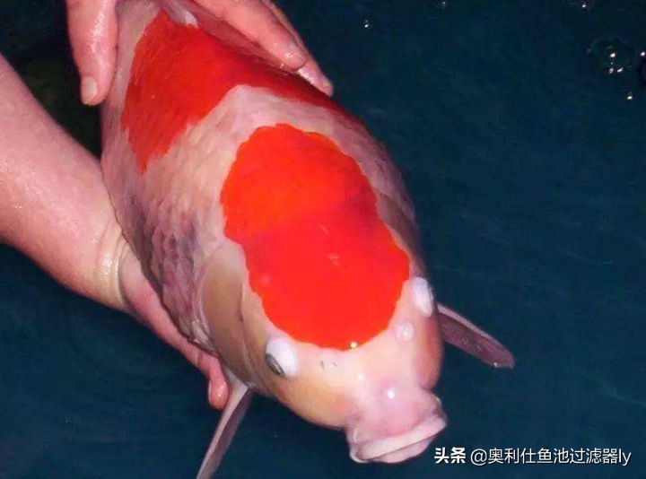 鱼池水腥臭是怎么回事,鱼池水腥味重如何快速去腥