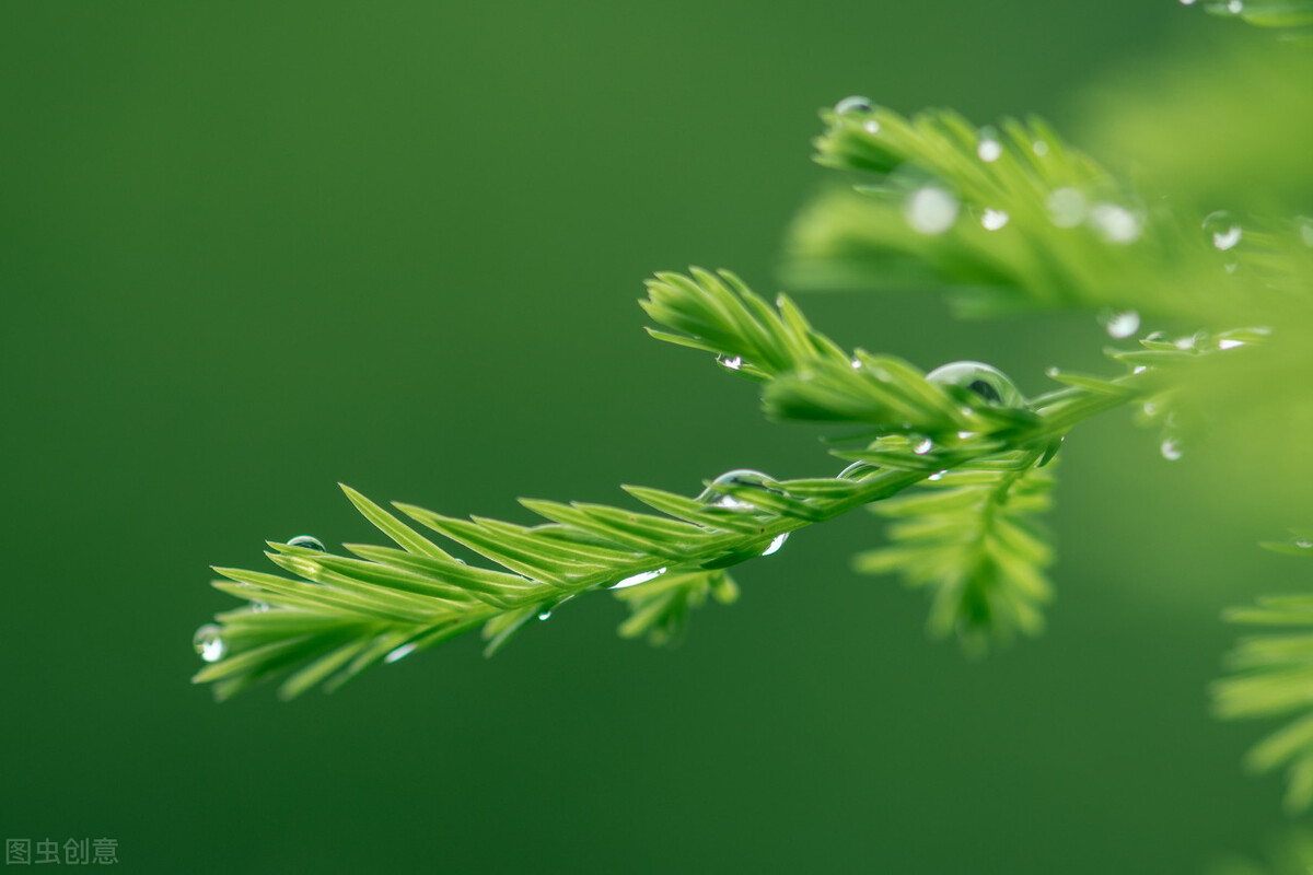 时光荏苒岁月如梭愿岁月静好,时光煮雨岁月逢花且行且从容