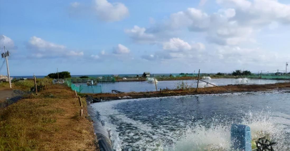 石灰，是养殖户的“利器”！如何高效使用你必须了解这些关键点