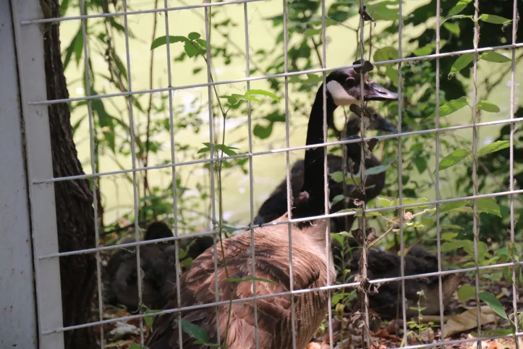 邢台动物园变大了没,淮安动物园开发时间