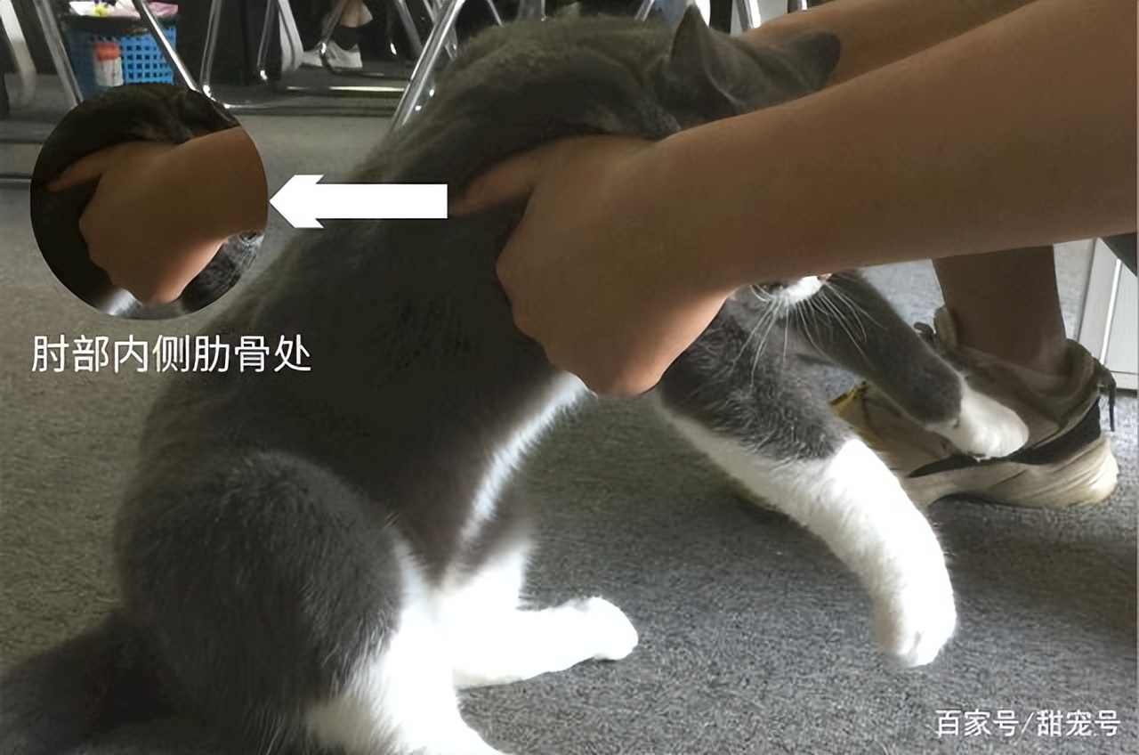猫咪心跳一分钟多少算正常,猫咪日常眼睛护理
