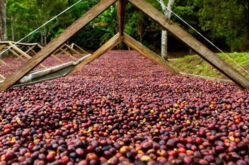 猫屎咖啡跟普通咖啡豆什么区别,咖啡豆越南猫屎咖啡