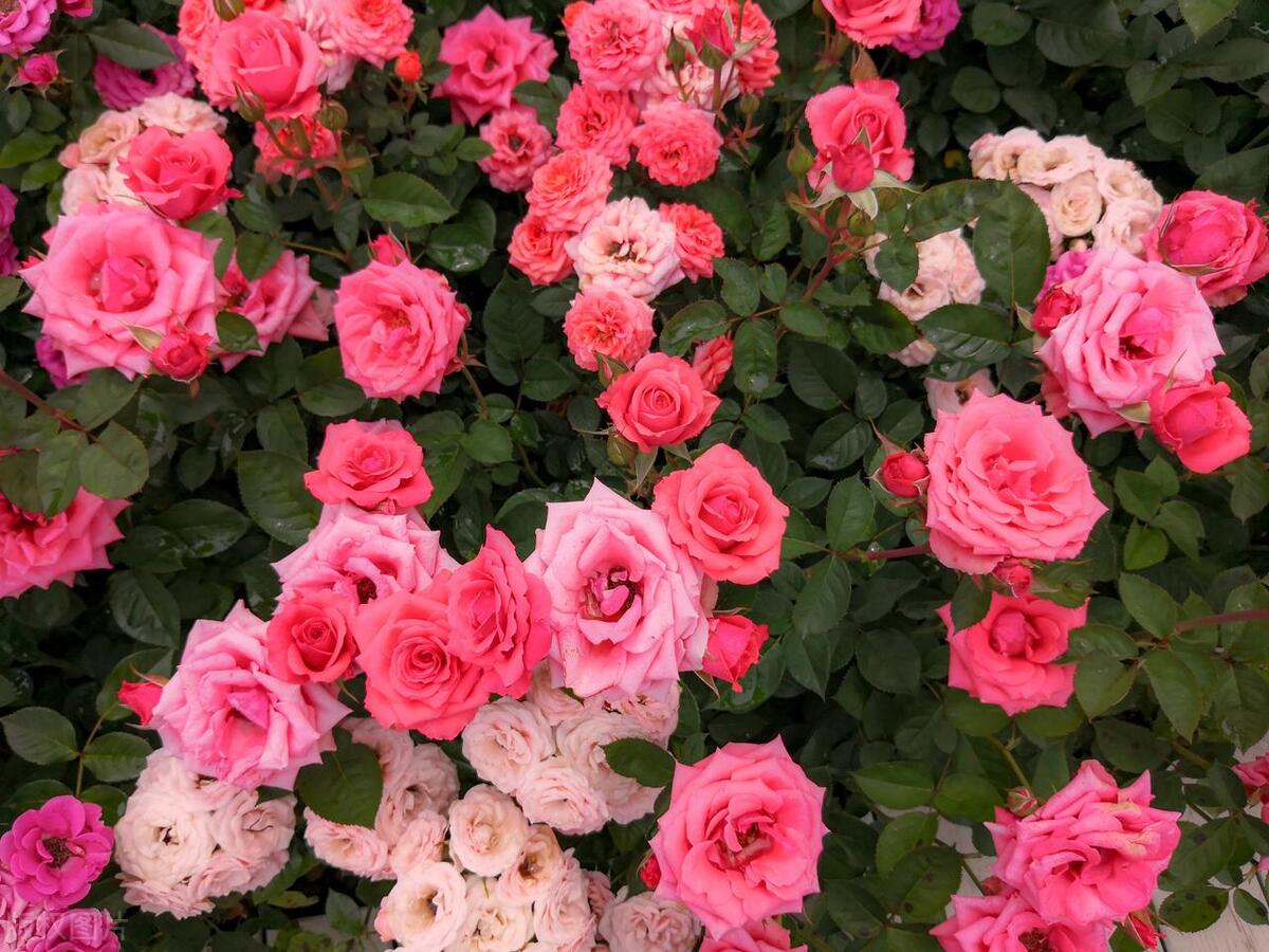 反诈电话提醒是真是假,电话智能反诈功能