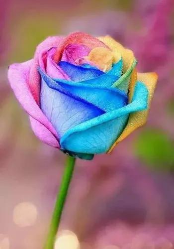 这才是最美的玫瑰花图片,最好看的紫色玫瑰花图片