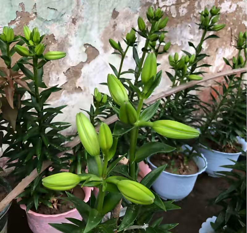 四季开花的室内盆栽种球花卉,爆盆又好养的种球花