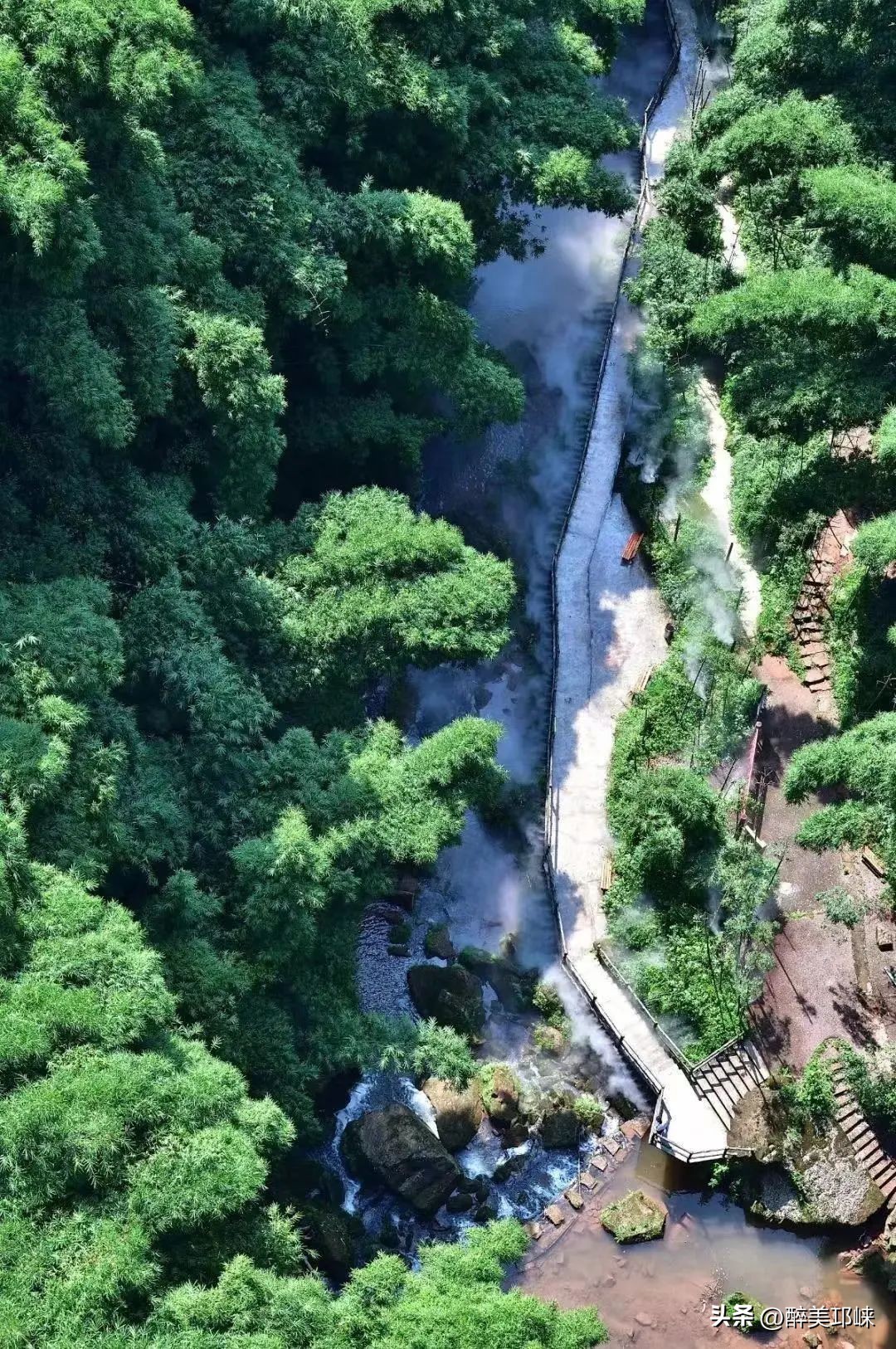 竹是风骨,平安竹养的如此茂盛