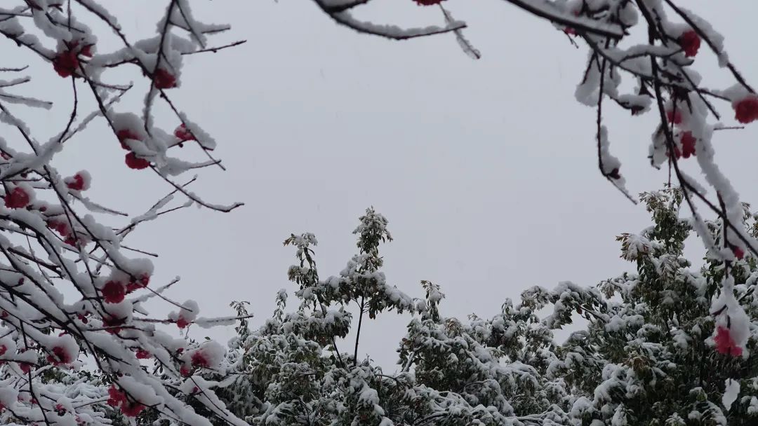 下雪的绝美诗句,最美下雪的诗词