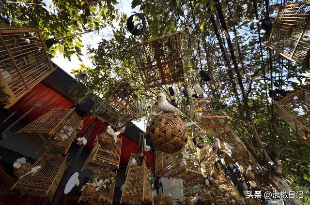 赛鹰最常见的毛病,赛鸟