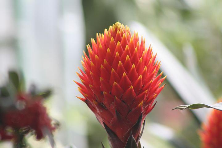 菠萝为什么吃到嘴里发麻,为什么吃菠萝之后舌头会痒