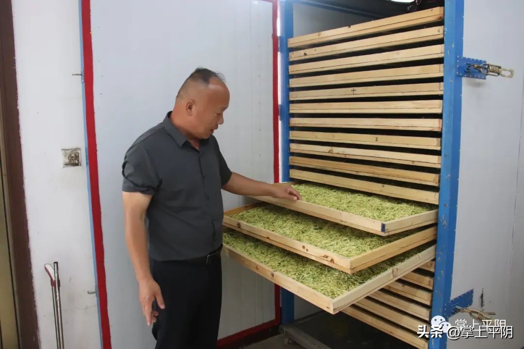 金银花开成乡村振兴致富花,金银花产业助力乡村振兴