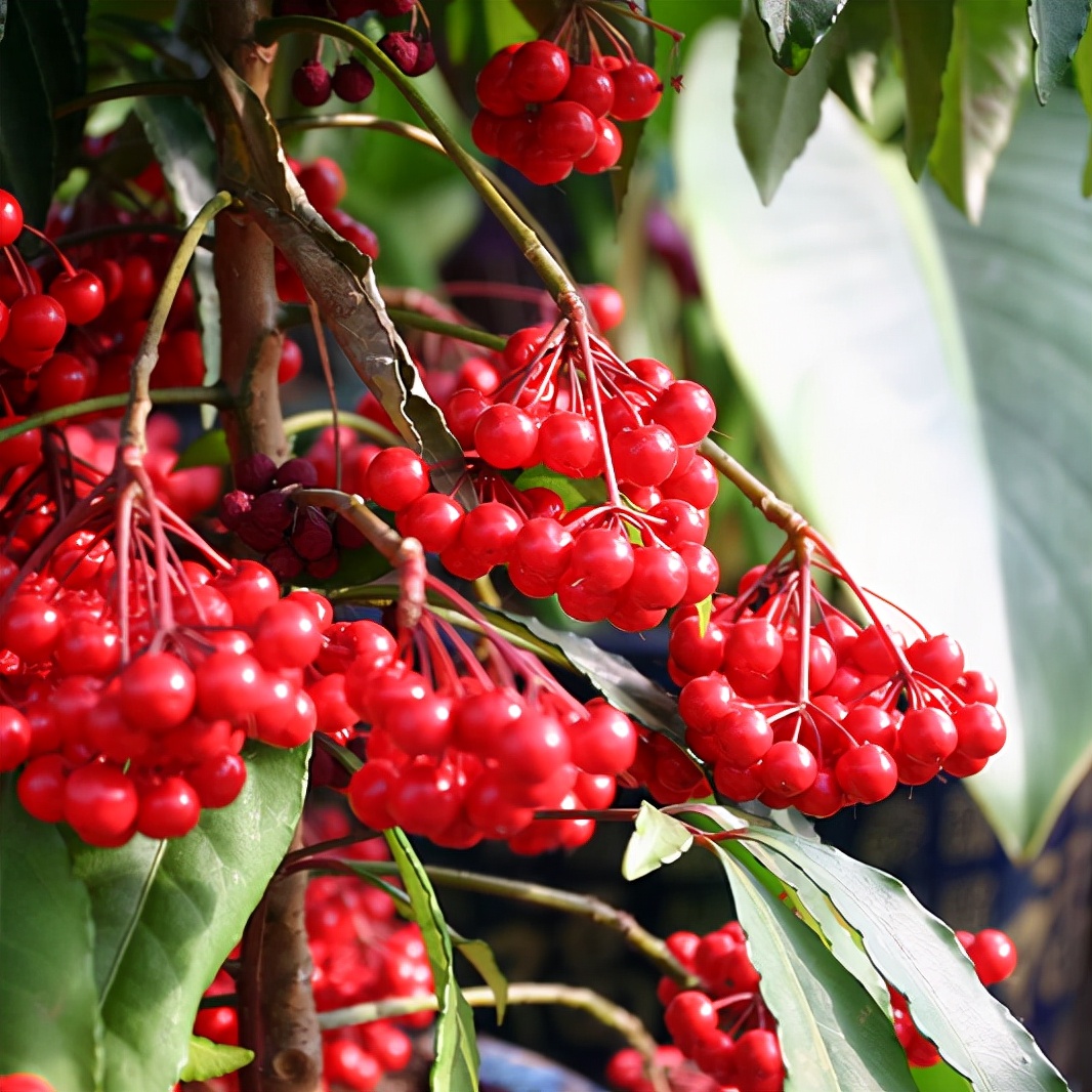 新手养柠檬树,懒人吸水花盆柠檬树