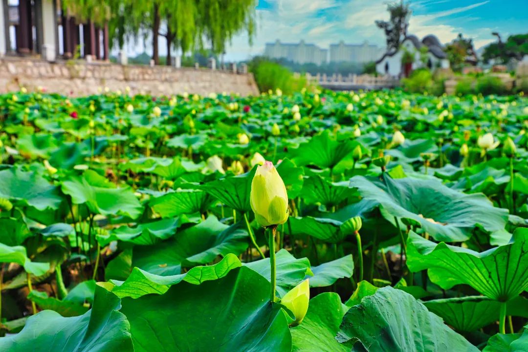 荷你有约环创,荷你有约完整视频