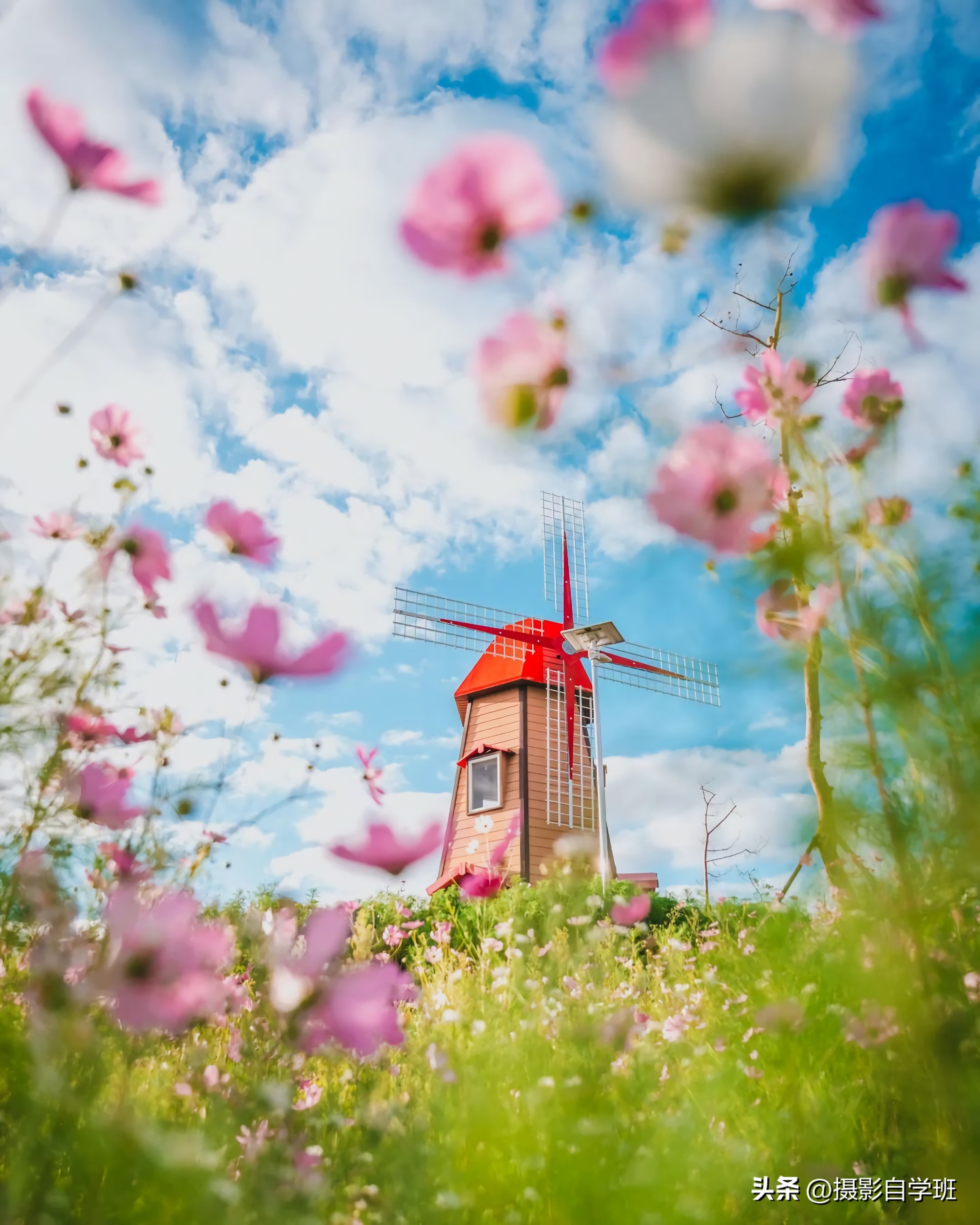 格桑花拍摄技巧,格桑花怎么拍照好看
