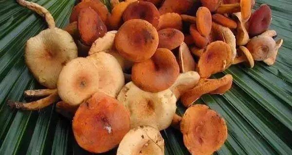 爱的魔力转圈圈蘑菇头,爱的魔力转圈圈彩虹伞