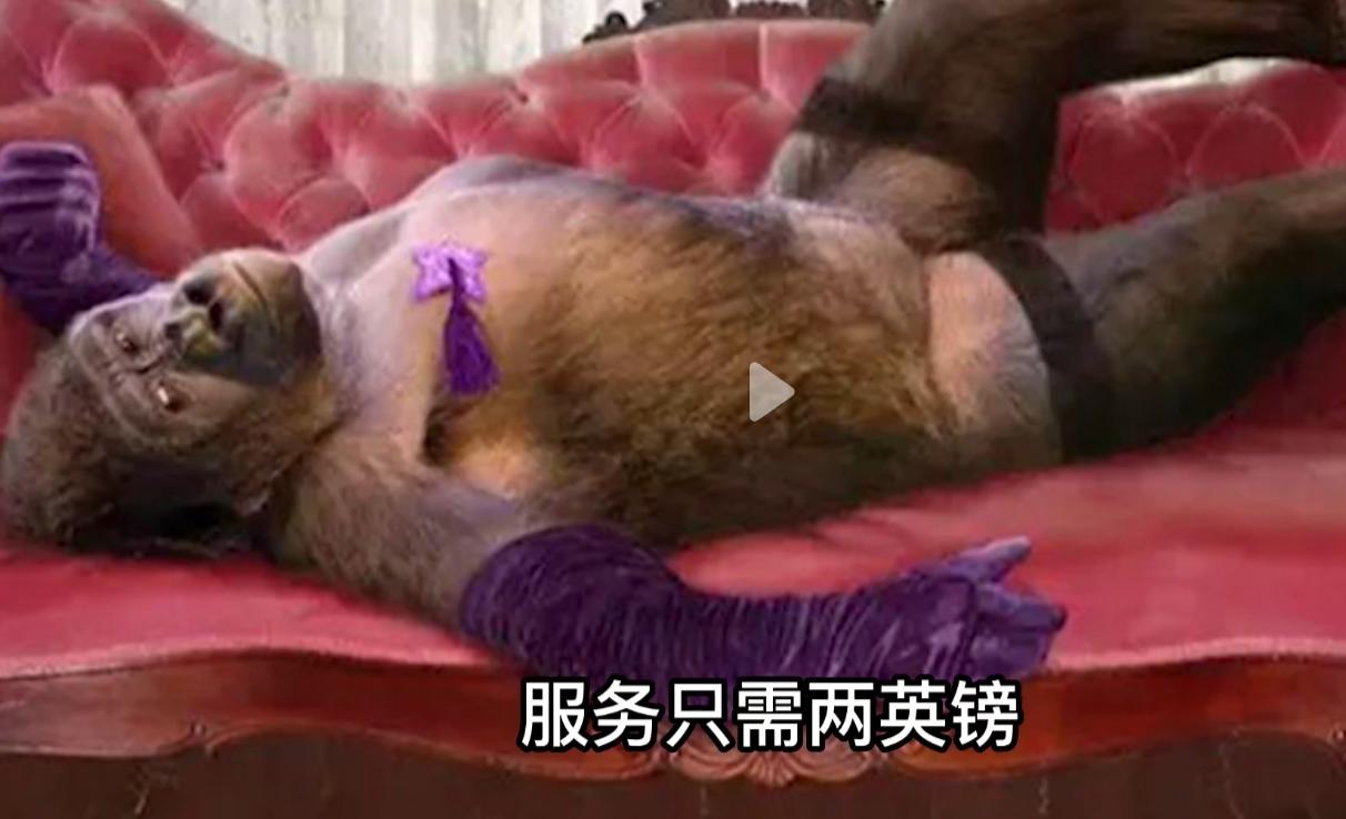 红毛猩猩被囚六年，培养成泄欲工具，身上溃烂也得接客