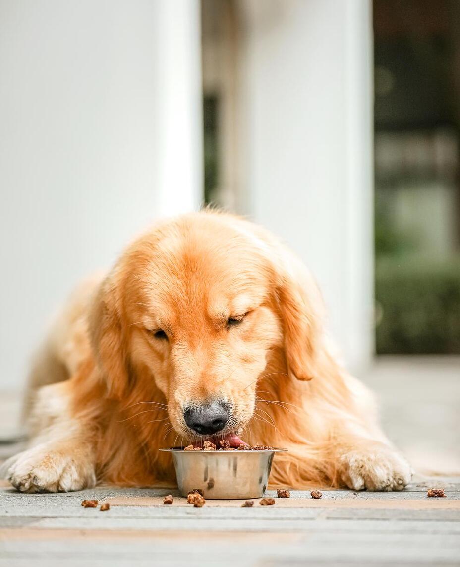 狗狗吃哪种狗粮毛发漂亮易消化,狗狗吃什么狗粮最好最健康