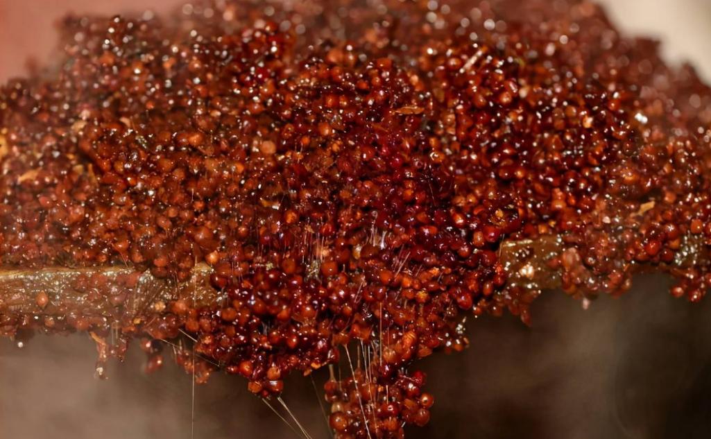 最好吃的高粱是什么品种,高粱的品质差别