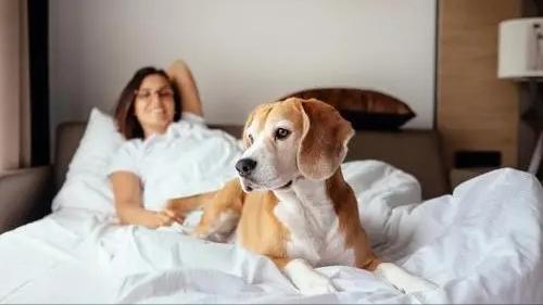 怀孕后养宠物的危害有哪些,孕早期养宠物有哪些危害