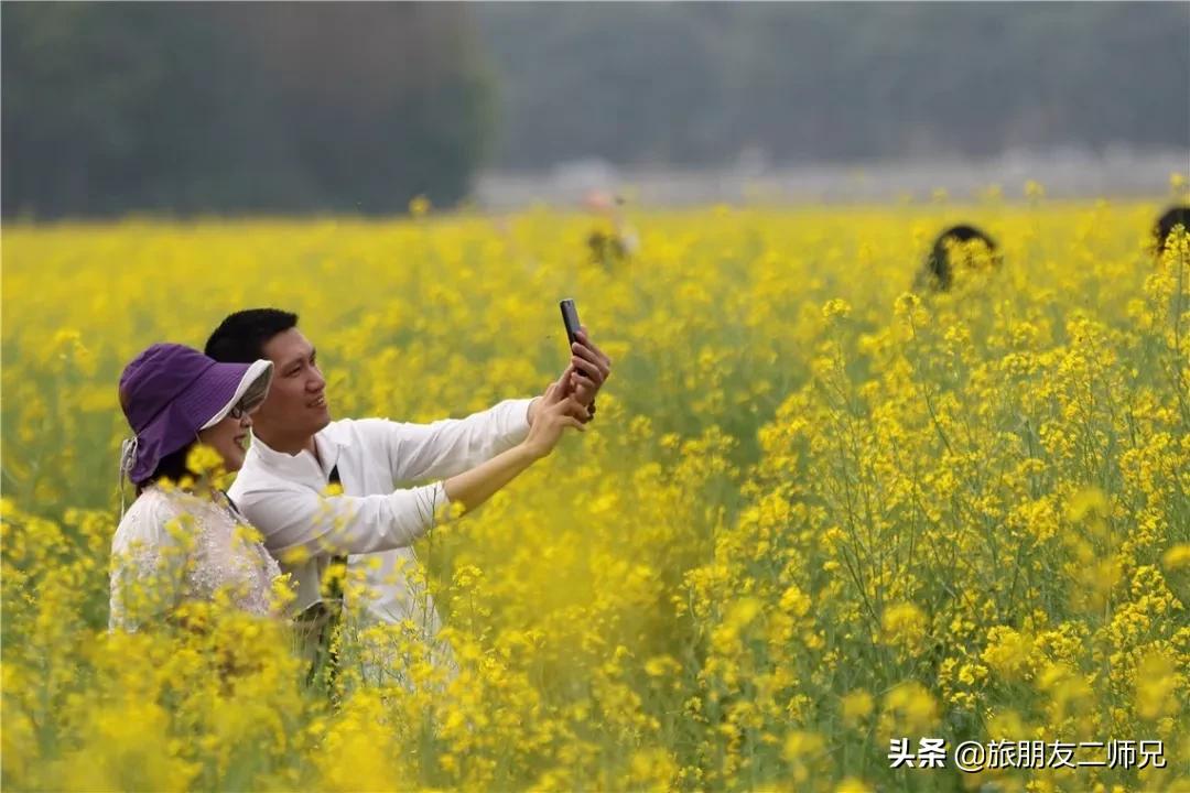 广州花都梯田油菜花,广州徒步赏油菜花路线