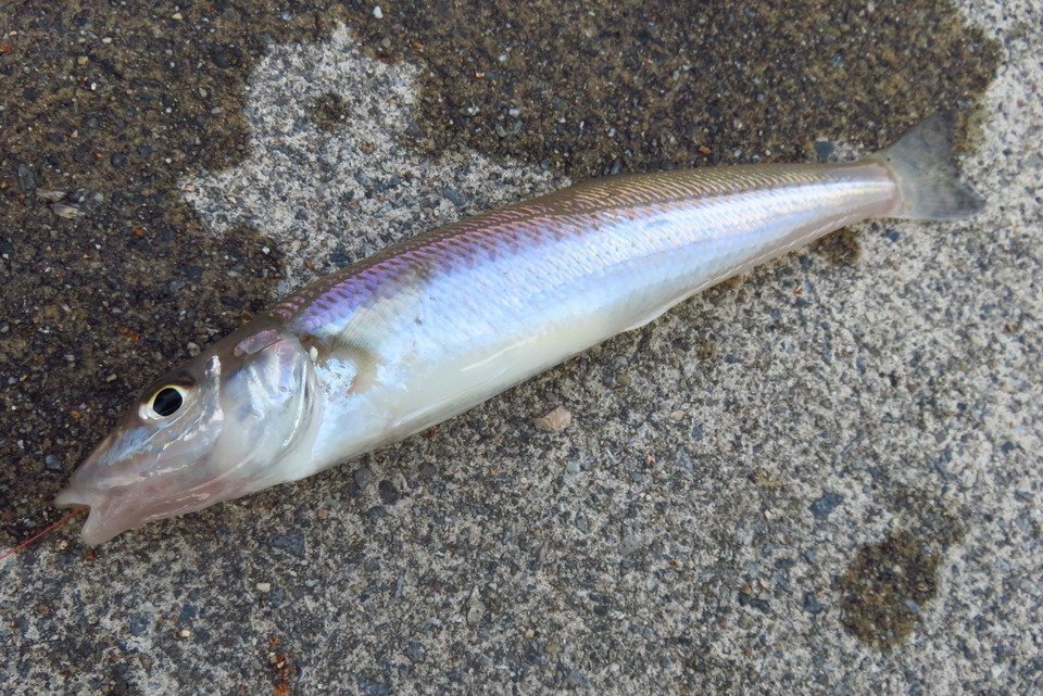 钓鱼技术普及篇,八年钓鱼总结分享给所有钓鱼新手