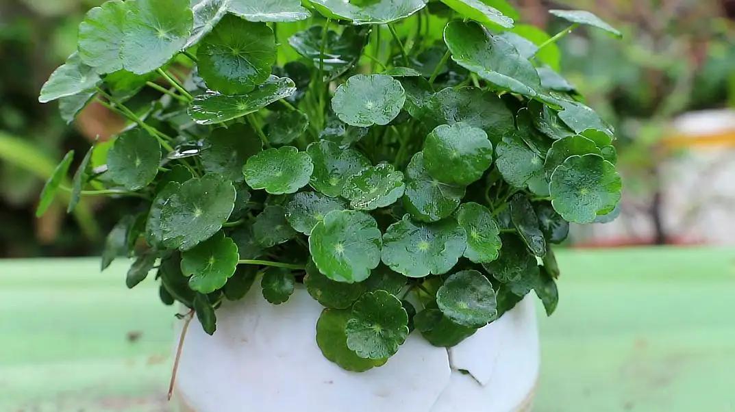 5种花不怕旱就怕涝,抽水机总是显示缺水漏水什么原因