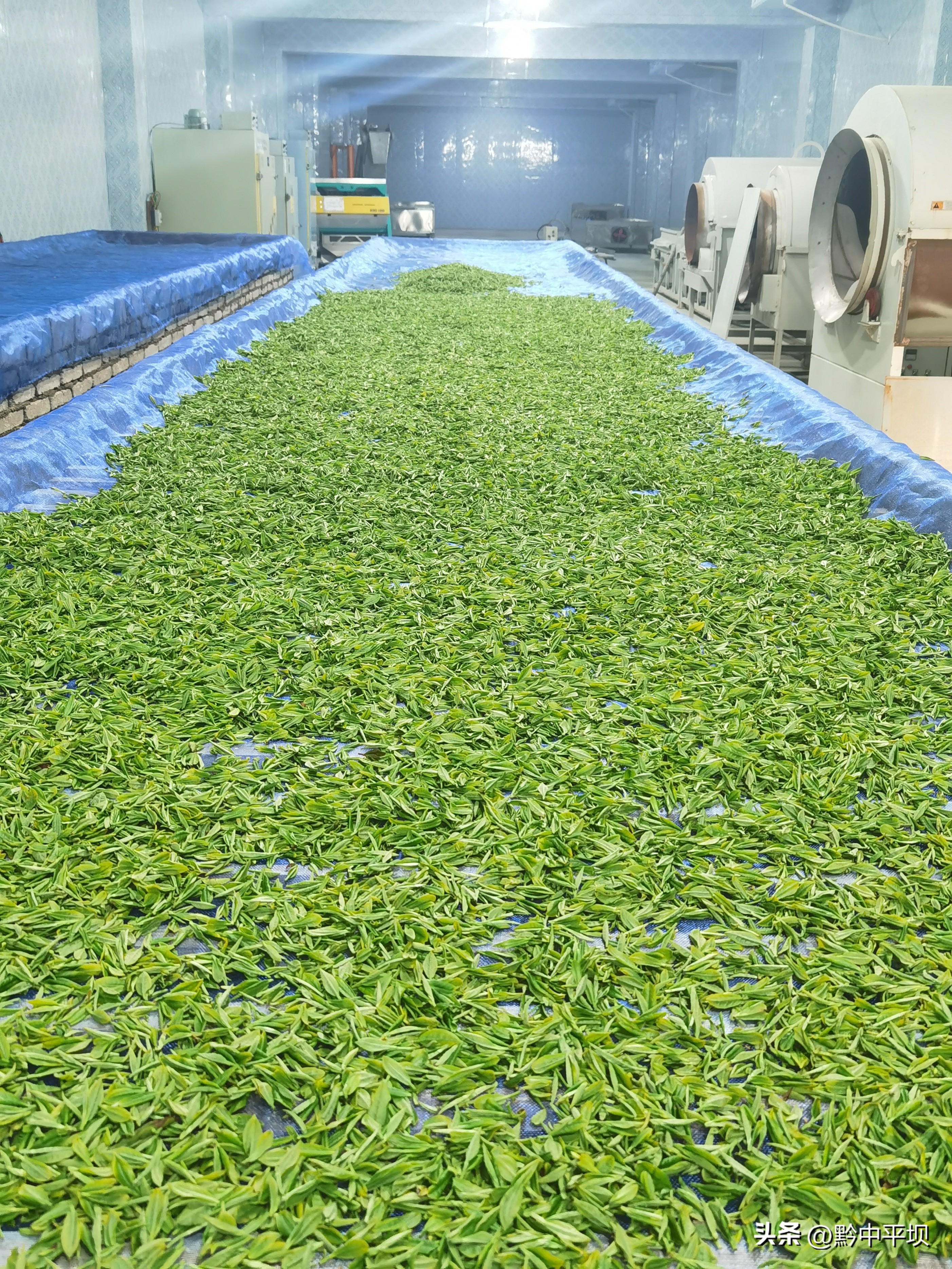 贵州茶产业发展三年行动,贵州茶产业发展后来居上