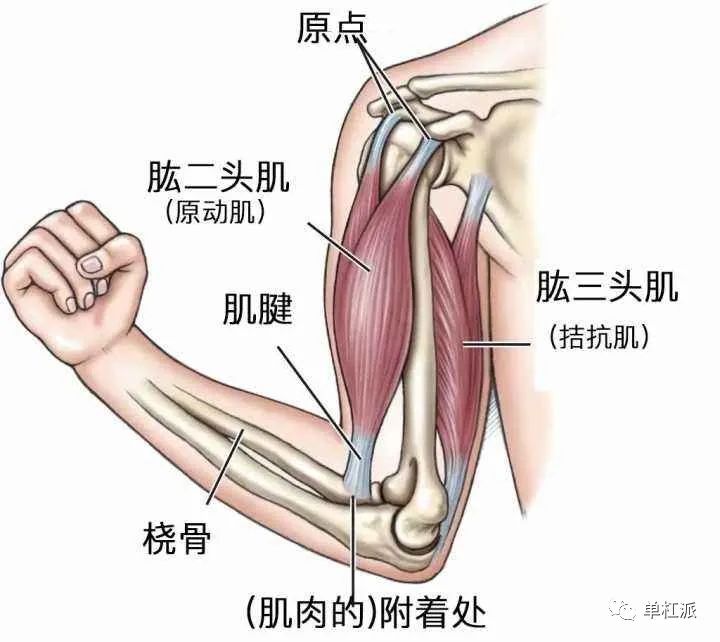 如何快速提升力量,如何提升核心力量和腰腹力量