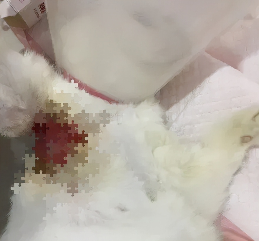 “猫咪发情，可以用棉签帮它爽爽吗？”