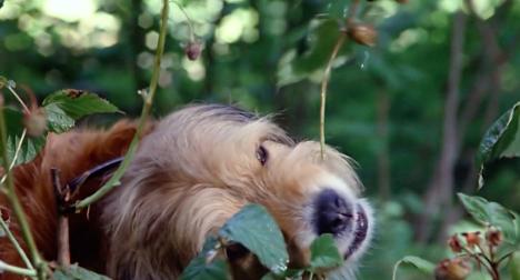 电影丛林赤子心影评,电影中的丛林赤子心