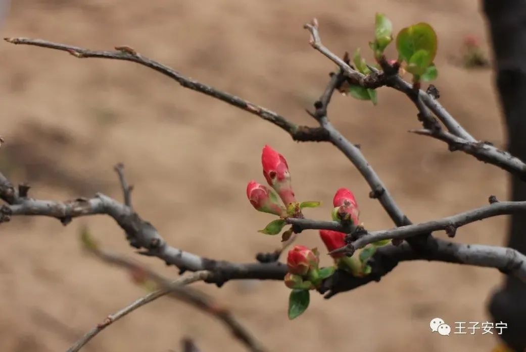 微雨，花语，嫣然风情